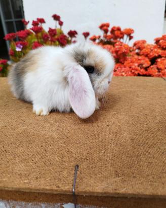 Coniglio nano ariete