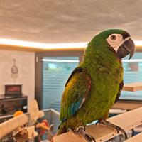 Ara Severa dolce allevato a mano