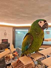 Ara Severa dolce allevato a mano