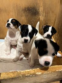 Parson Russell terrier