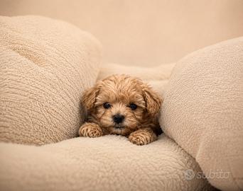 Maltipoo Mini Toy Disponibili Subito