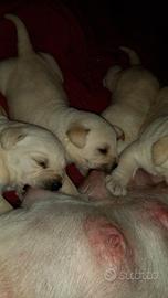 Cuccioli labrador