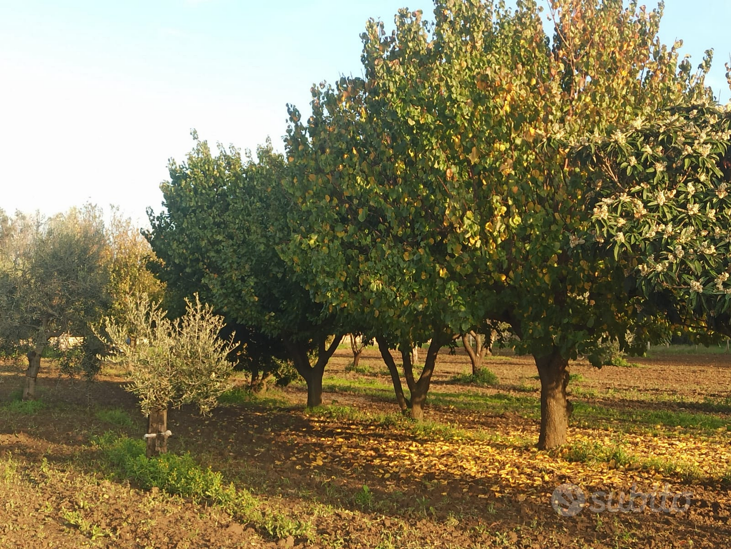 Terreno fruttifero con pozzo sorgivo - Vista 2