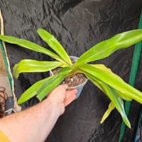 orchidea Paphiopedilum 