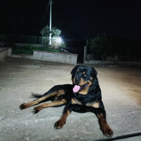 Rottweiler maschio per monta gratis