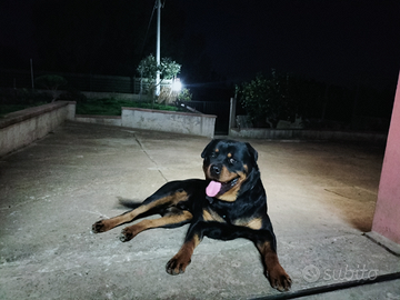 Rottweiler maschio per monta gratis