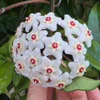  Hoya pianta 