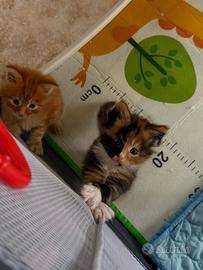 Cuccioli Maine Coon
