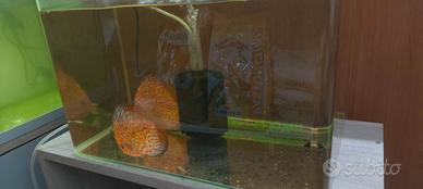 Coppia discus riproduttiva