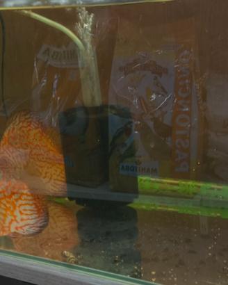 Coppia discus riproduttiva
