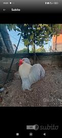 Cocincina nana bobtail e fulva