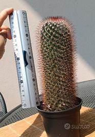 Mammillaria 