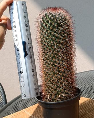 Mammillaria 