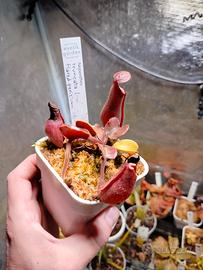 Nepenthes Truncata Red Flared peristome F1 