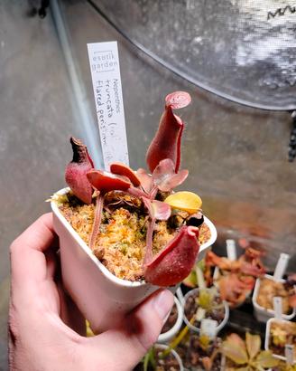 Nepenthes Truncata Red Flared peristome F1 