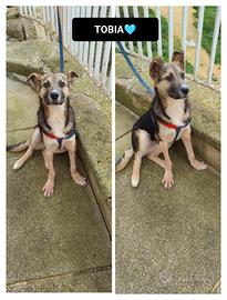 Tobia