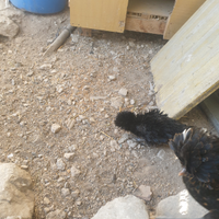 Coppia di Olandesi Ricci 2/3 mesi