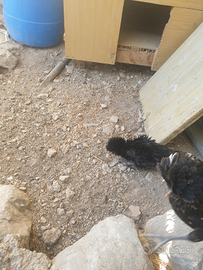 Coppia di Olandesi Ricci 2/3 mesi