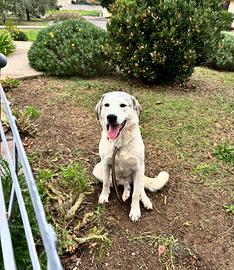 Pastore del Caucaso incrociato con maremmano