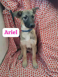 Cucciole di cinque mesi