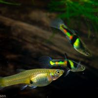 Endler El tigre Campoma 2011 linea Wild