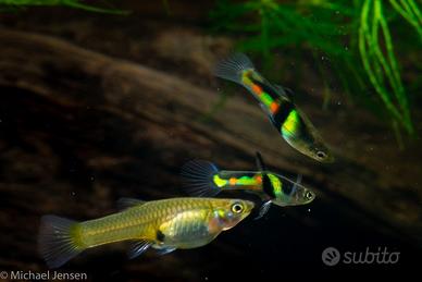 Endler El tigre Campoma 2011 linea Wild