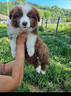 cuccioli-border-collie-con-certificato-top