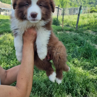 Cuccioli border collie con certificato top