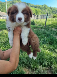 Cuccioli border collie con certificato top