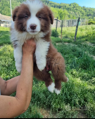Cuccioli border collie con certificato top
