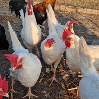 Galli Galline ovaiole LIVORNESI