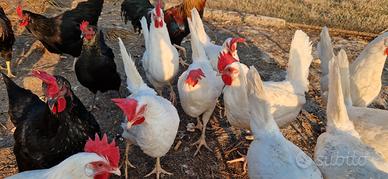 Galli Galline ovaiole LIVORNESI