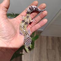 Geco leopardino