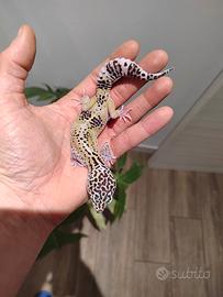 Geco leopardino