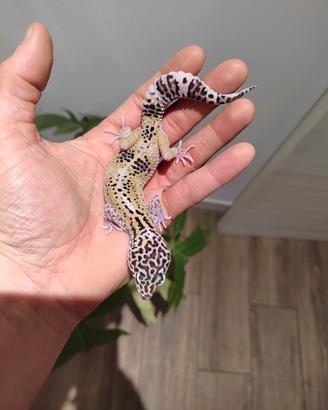 Geco leopardino