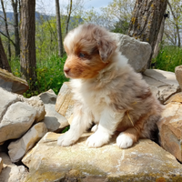 Cuccioli di pastore australiano