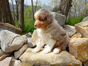 Cuccioli di pastore australiano
