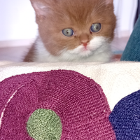 British short hair con pedigree