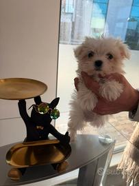 Maltese mini toy