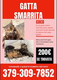 Gattina smarrita