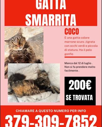 Gattina smarrita
