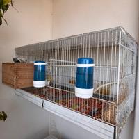 Cocorite Rainbow Arcobaleno