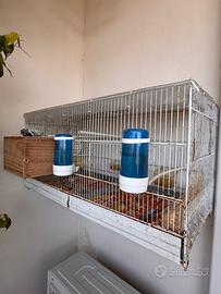 Cocorite Rainbow Arcobaleno