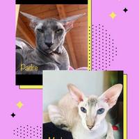 Rari cuccioli di razza Peterbald Sphynx