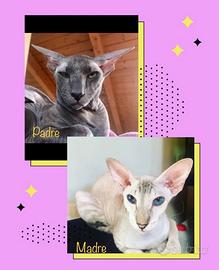 Rari cuccioli di razza Peterbald Sphynx