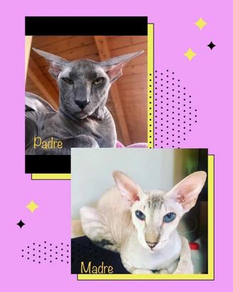 Rari cuccioli di razza Peterbald Sphynx