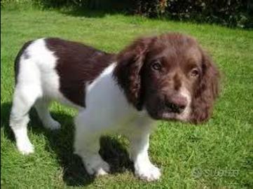 Springer