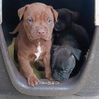 Cucciolo American pit bull terrier maschio