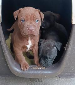 Cucciolo American pit bull terrier maschio