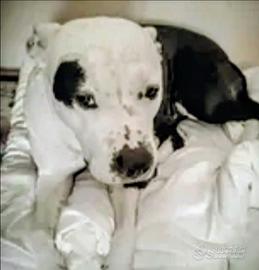 Femmina 6 anni educata buona sana Amstaff